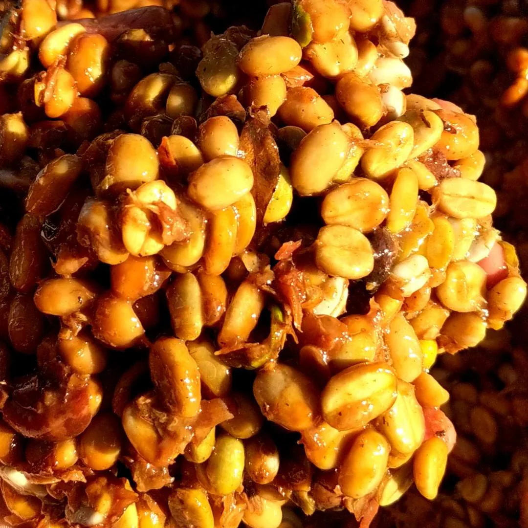 Café Terrafé Coffee Beans: Alquimia Honey Process - Image 2